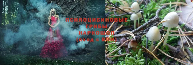 кракен ссылки  Приморско-Ахтарск  Псилоцибиновые грибы Psilocybine cubensis 